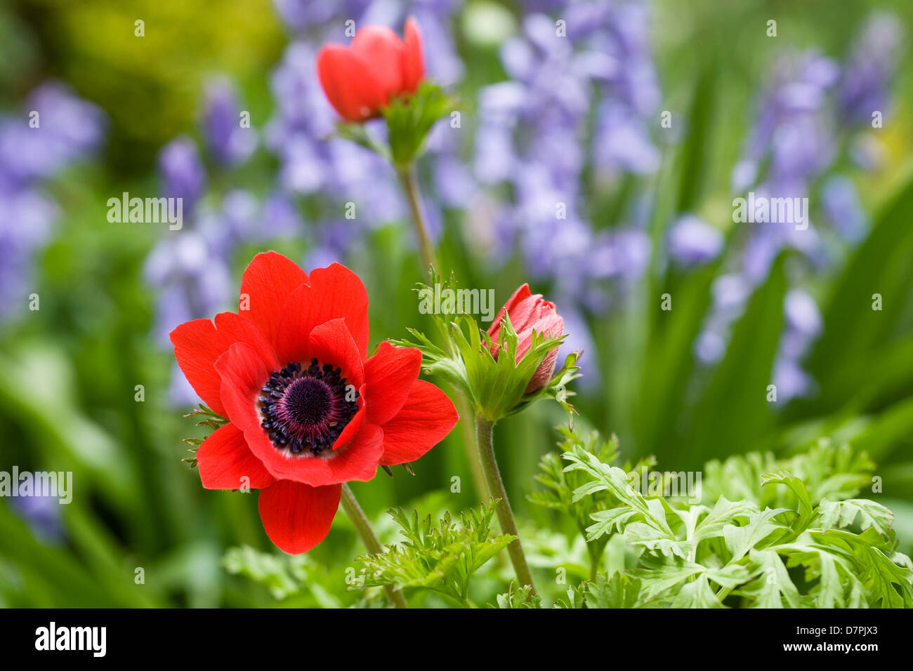 Anemone coronaria parmi les jacinthes. Banque D'Images