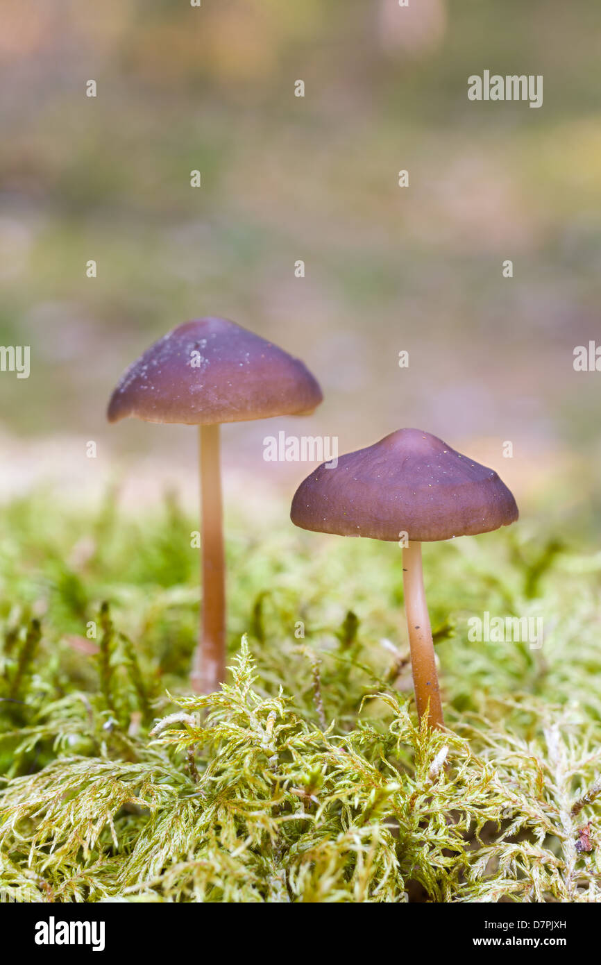 Strobilurus esculentus Banque D'Images