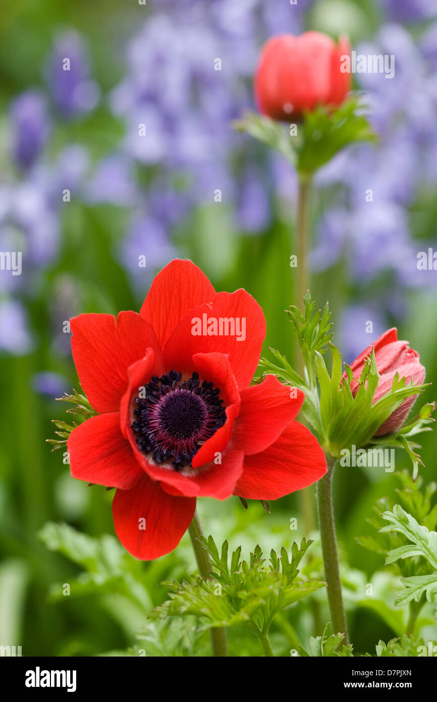 Anemone coronaria parmi les jacinthes. Banque D'Images