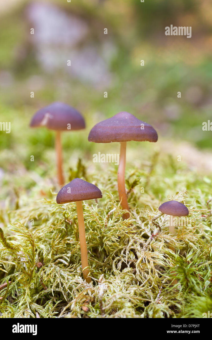 Strobilurus esculentus Banque D'Images