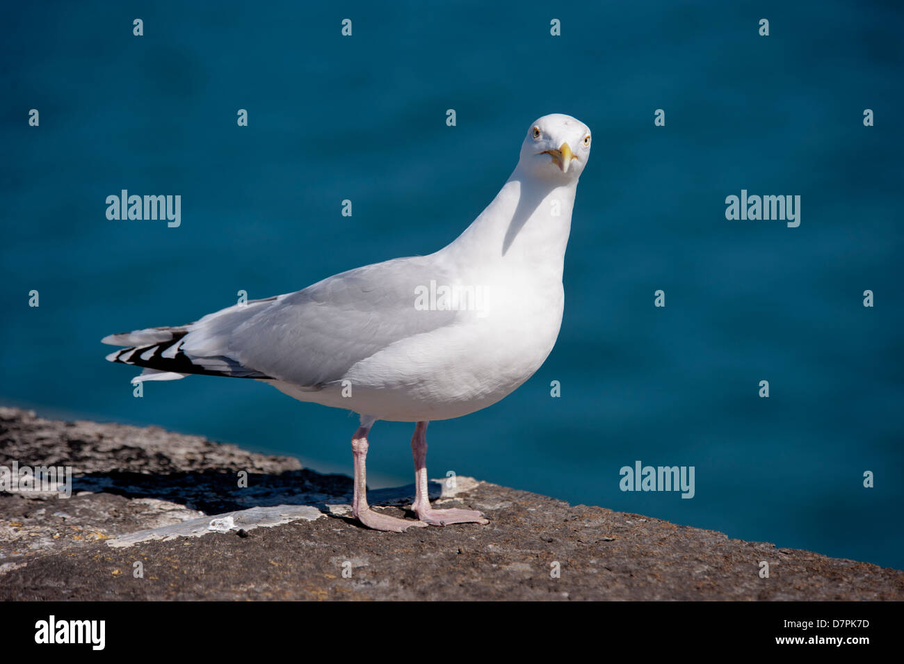 Mouette à Holyhead Anglesey brise-lames Nord du Pays de Galles UK Banque D'Images