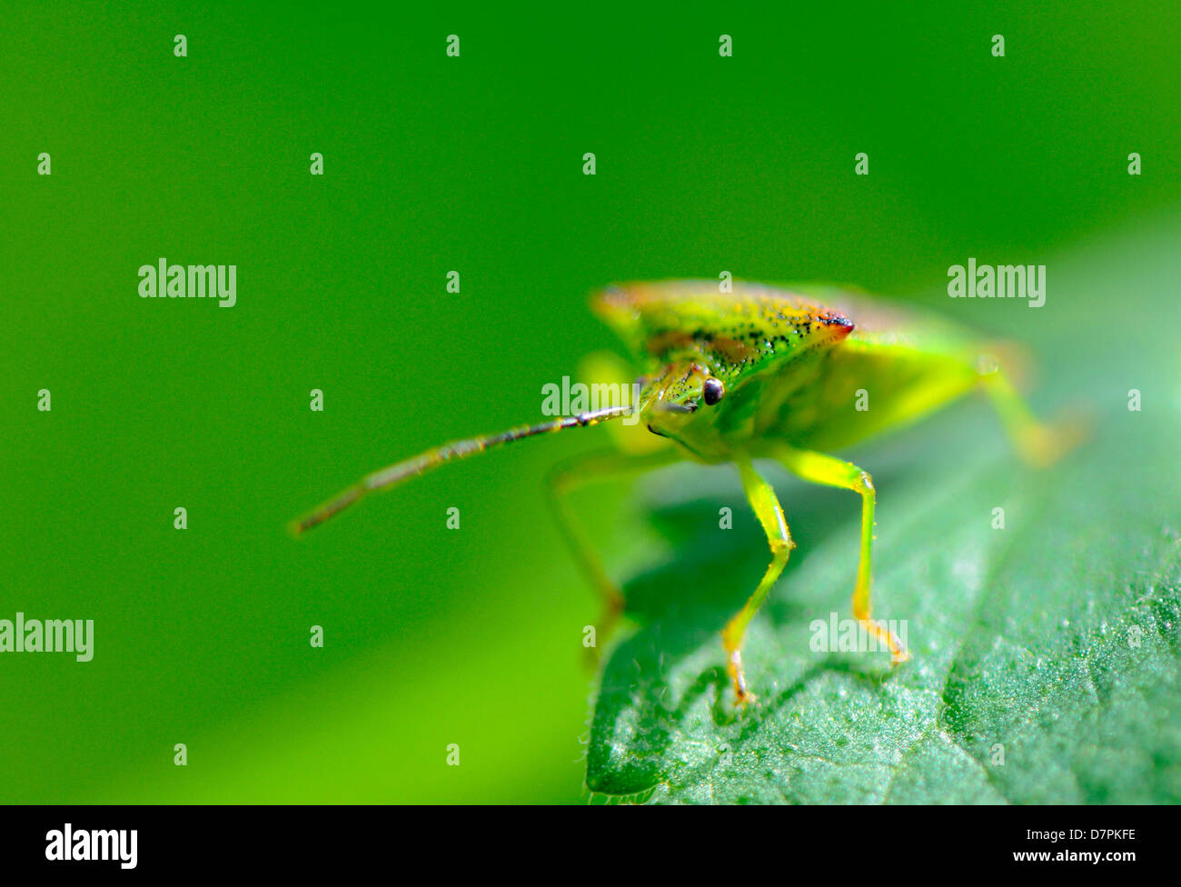 Un gros plan d'un bug en utilisant son bouclier Hawthorn corps camouflage pour se cacher contre la lumière couleur verte de la feuille. Banque D'Images