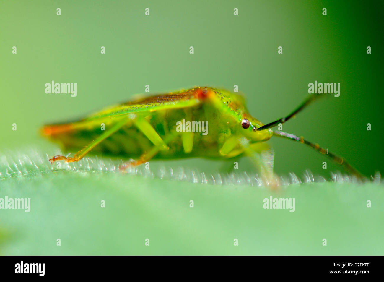 Un gros plan d'un bug en utilisant son bouclier Hawthorn corps camouflage pour se cacher contre la lumière couleur verte de la feuille. Banque D'Images