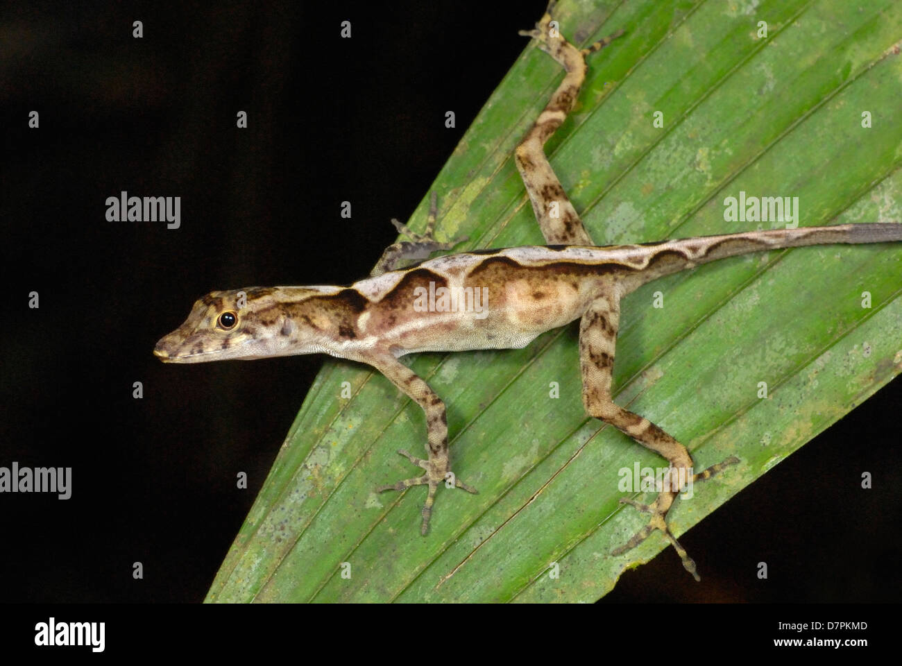 De nombreux-scaled Anole (Norops polylepis) dans le parc national Corcovado, Costa Rica Banque D'Images