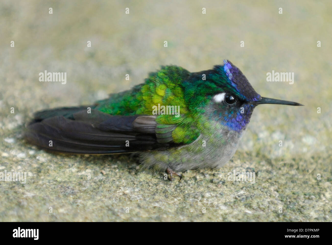 Homme à tête violet (Klais guimeti) Hummingbird Banque D'Images