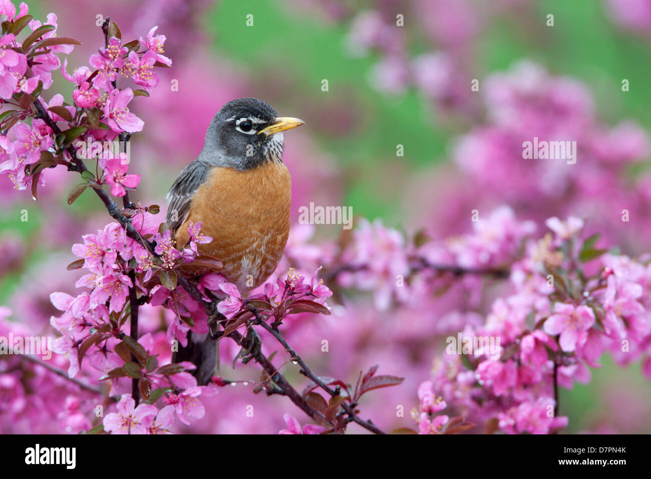 American Robin perching dans Crabapple fleurs oiseau ornithologie ornithologie Science nature faune Environnement Banque D'Images