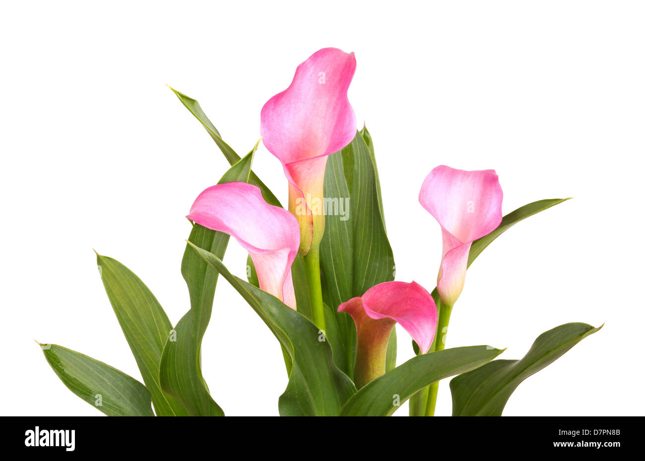 Quatre fleurs de lis calla rose un cultivar (zantedeschia) et de feuilles saines et vertes isolé sur fond blanc Banque D'Images