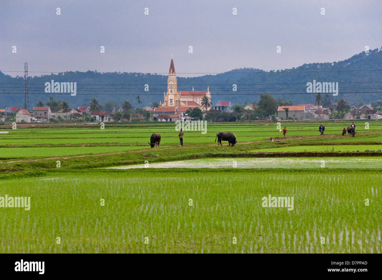 Vue horizontale à travers des champs de riz dans la campagne du Vietnam. Banque D'Images