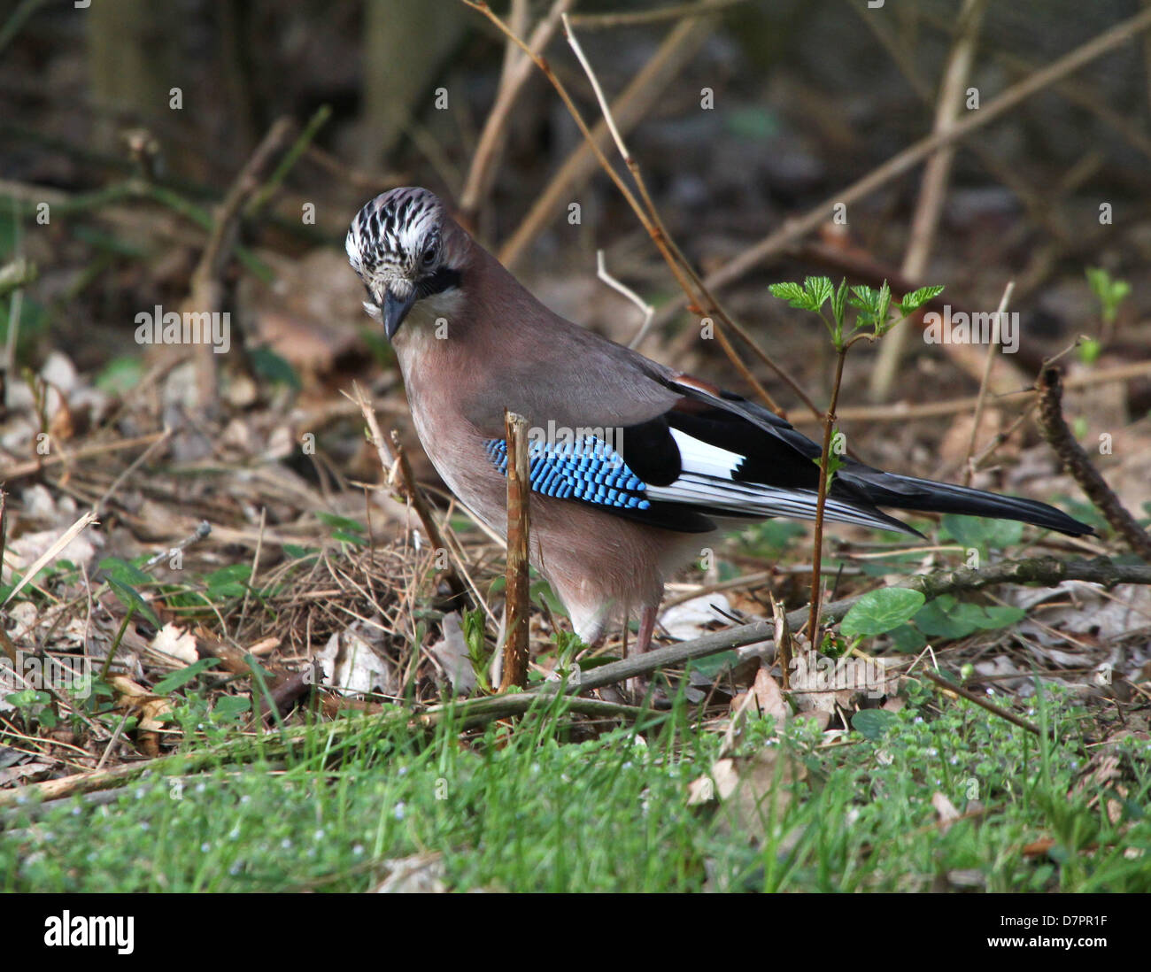 Close-up détaillé d'une eurasienne Jay (Garrulus glandarius) posant dans l'herbe Banque D'Images