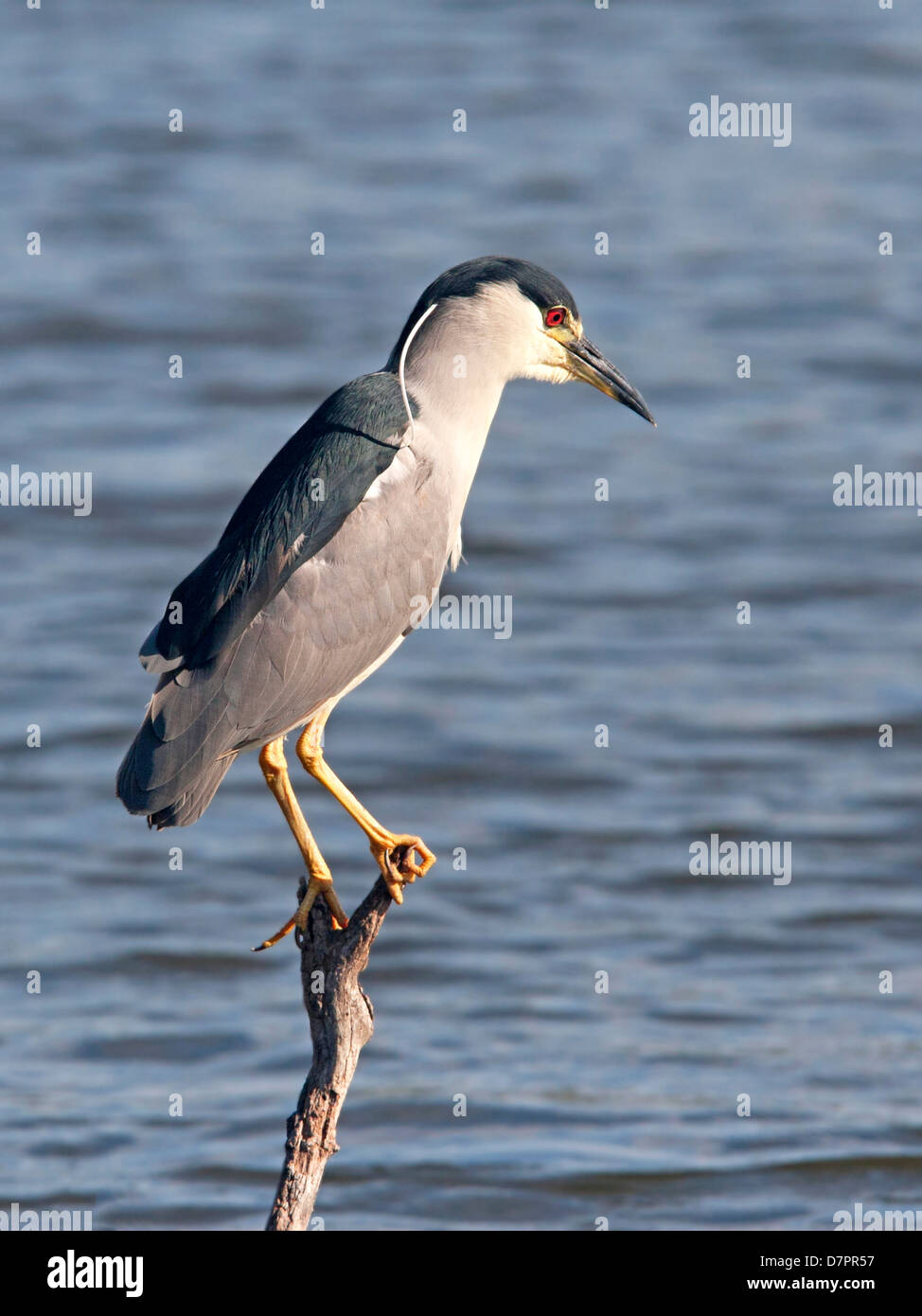 Black-night heron perché au-dessus de la couronne lake Banque D'Images