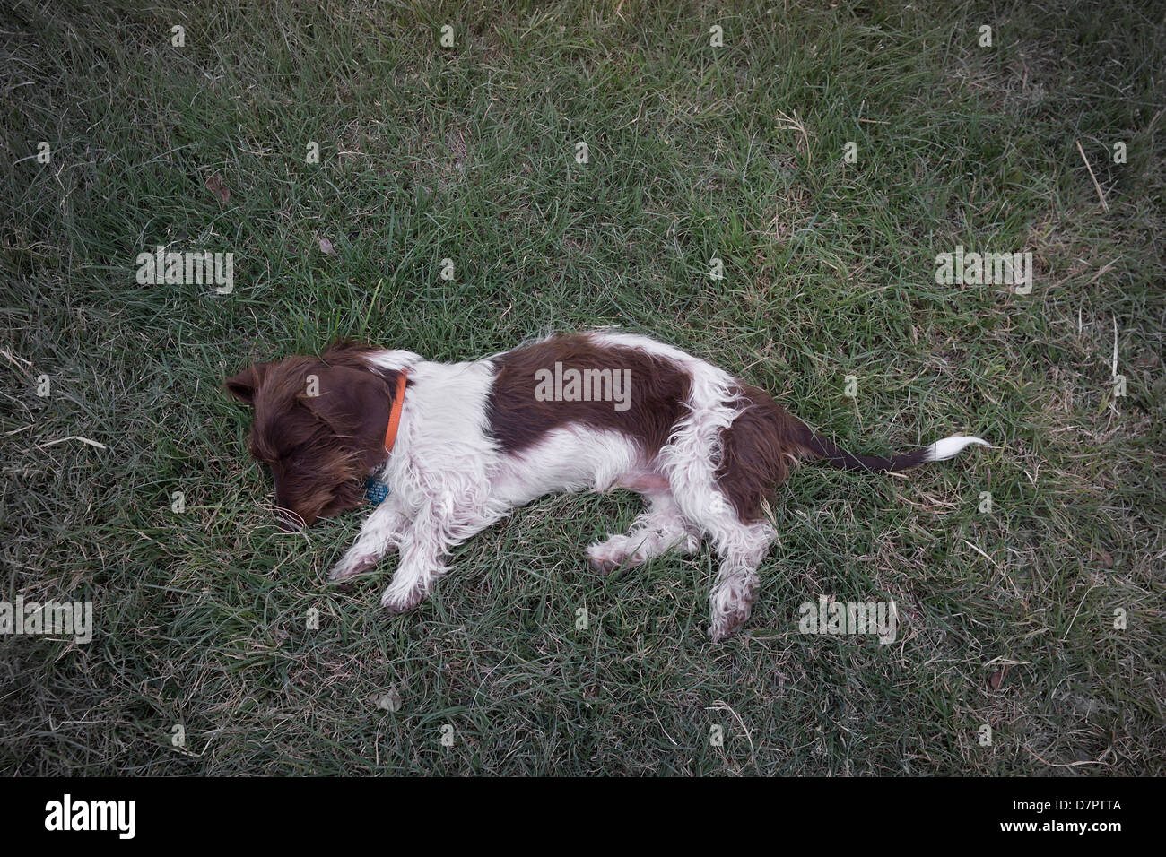 Jeune Teckel chien dormir sur l'herbe. Banque D'Images