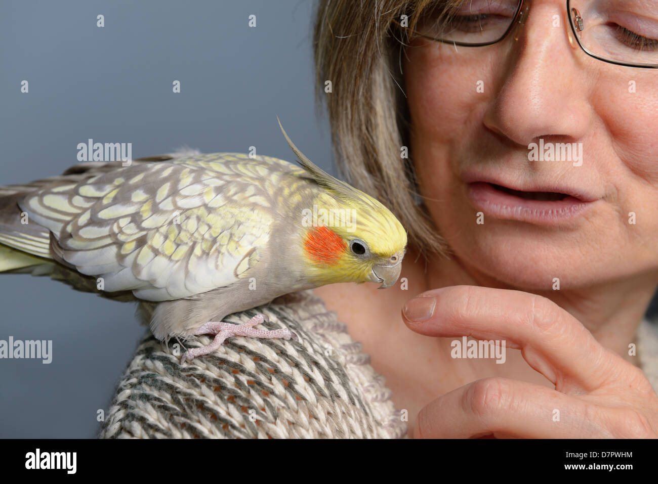 Ambiance animal femelle cockatiel perle oiseau sur l'épaule de femme regardant son doigt Banque D'Images