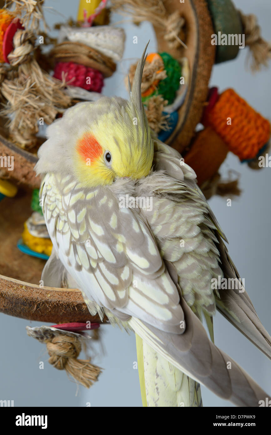 Fatigué animal femelle pearl cockatiel reposant sur un jouet suspendu avec tête derrière l'épaulement Banque D'Images