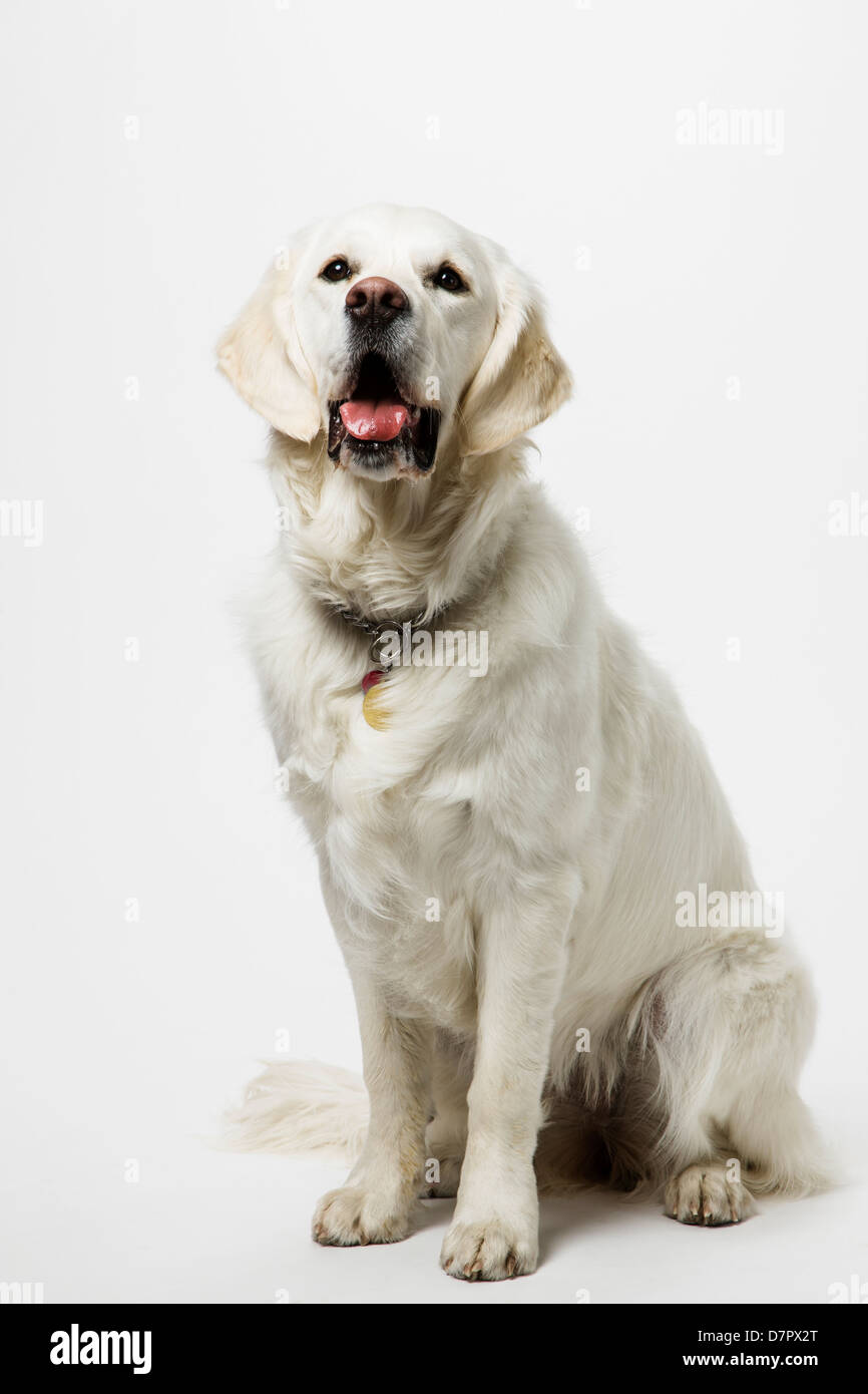 Photographie de couleur platinum chiot Golden Retriever (9 mois). Banque D'Images