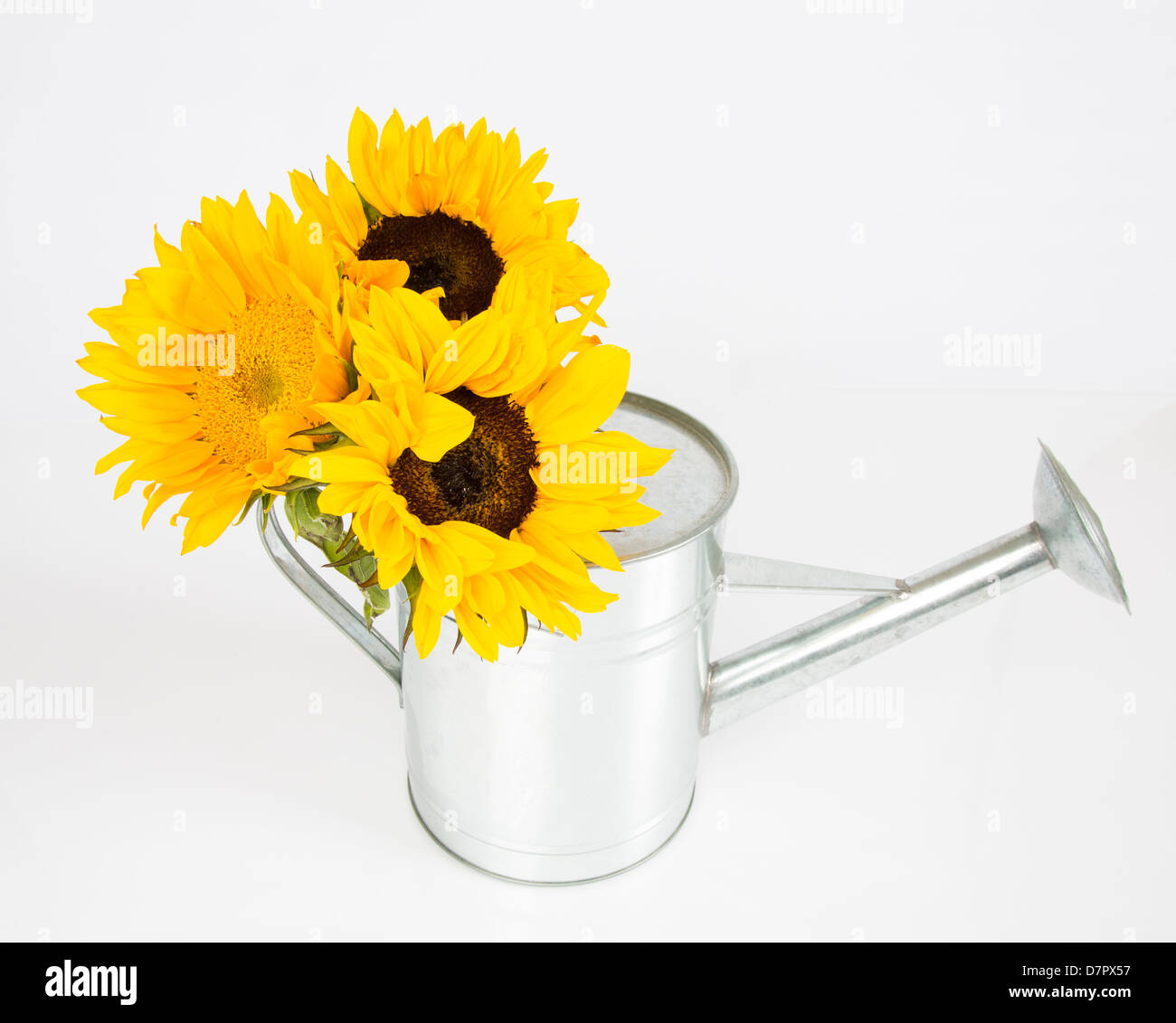 Un groupe de tournesols dans un arrosoir. Studio isolé sur blanc. Banque D'Images