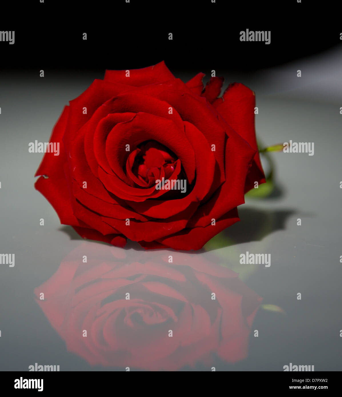Une rose tourné en éclairages spectaculaires accentue la couleur rouge. Banque D'Images