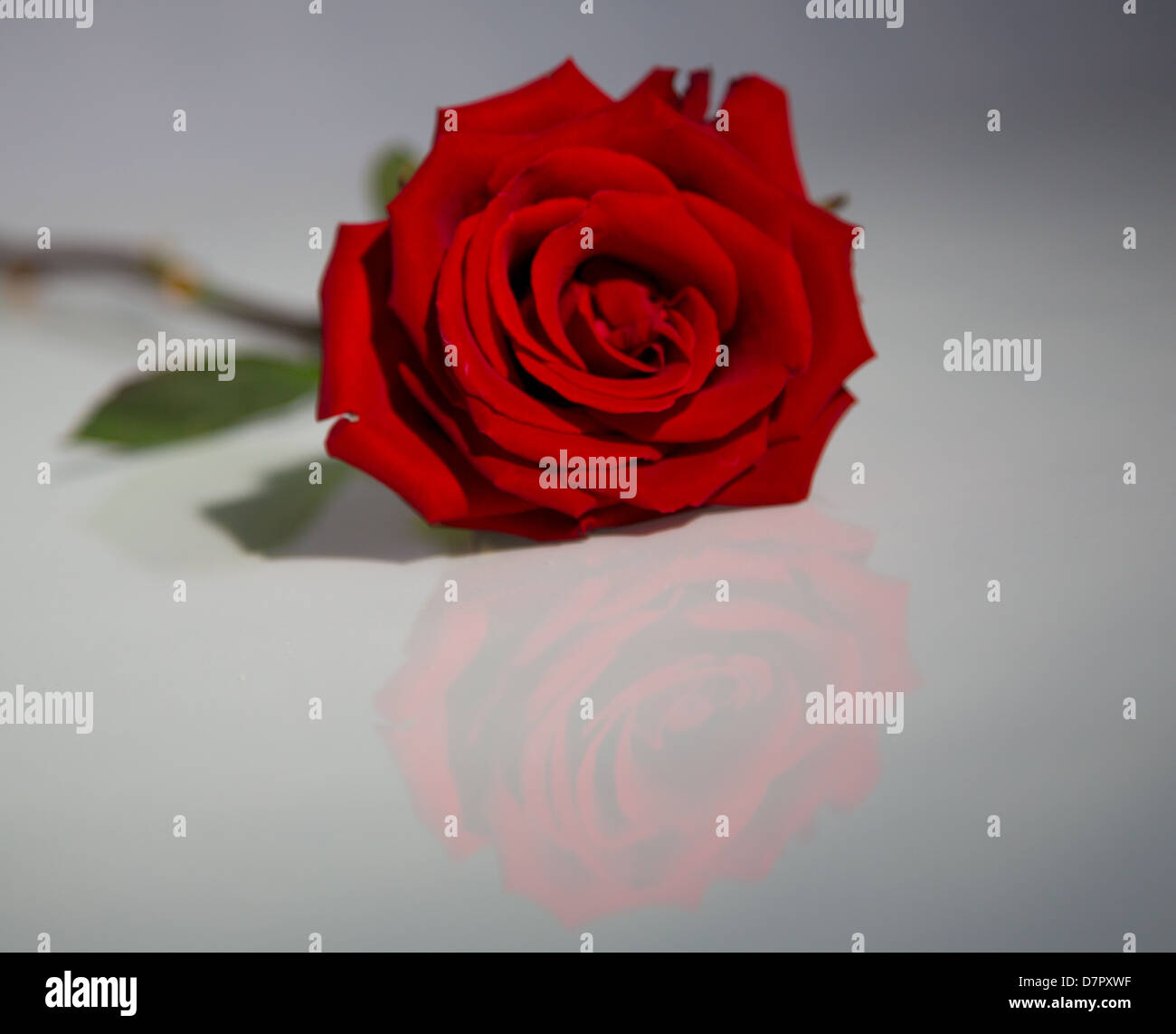 Une rose tourné en éclairages spectaculaires accentue la couleur rouge. Banque D'Images