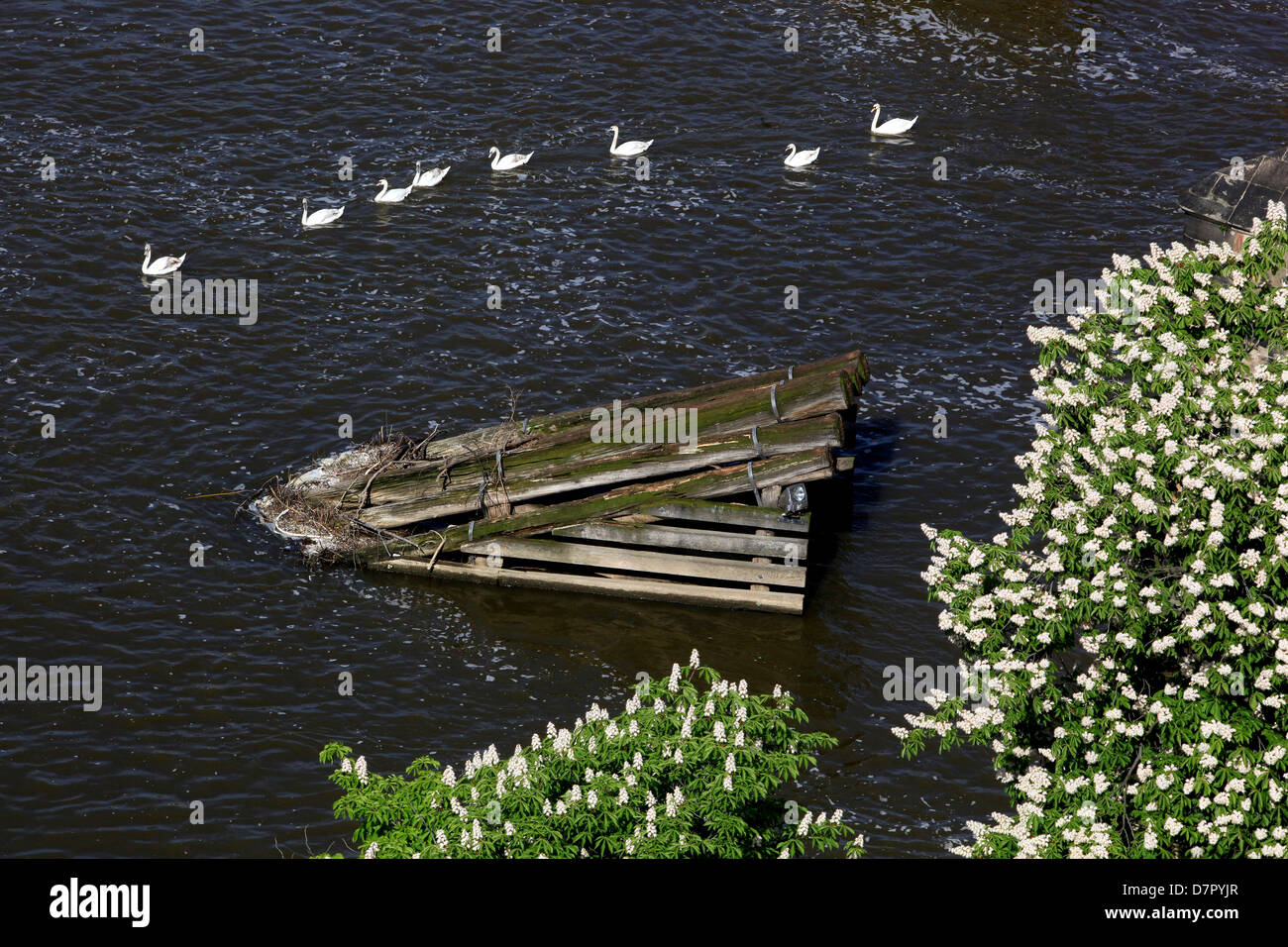 Cygnes flottant dans une rangée sur la rivière Vltava sous le pont Charles, Marron d'blooming, Prague République tchèque, de l'Europe Banque D'Images