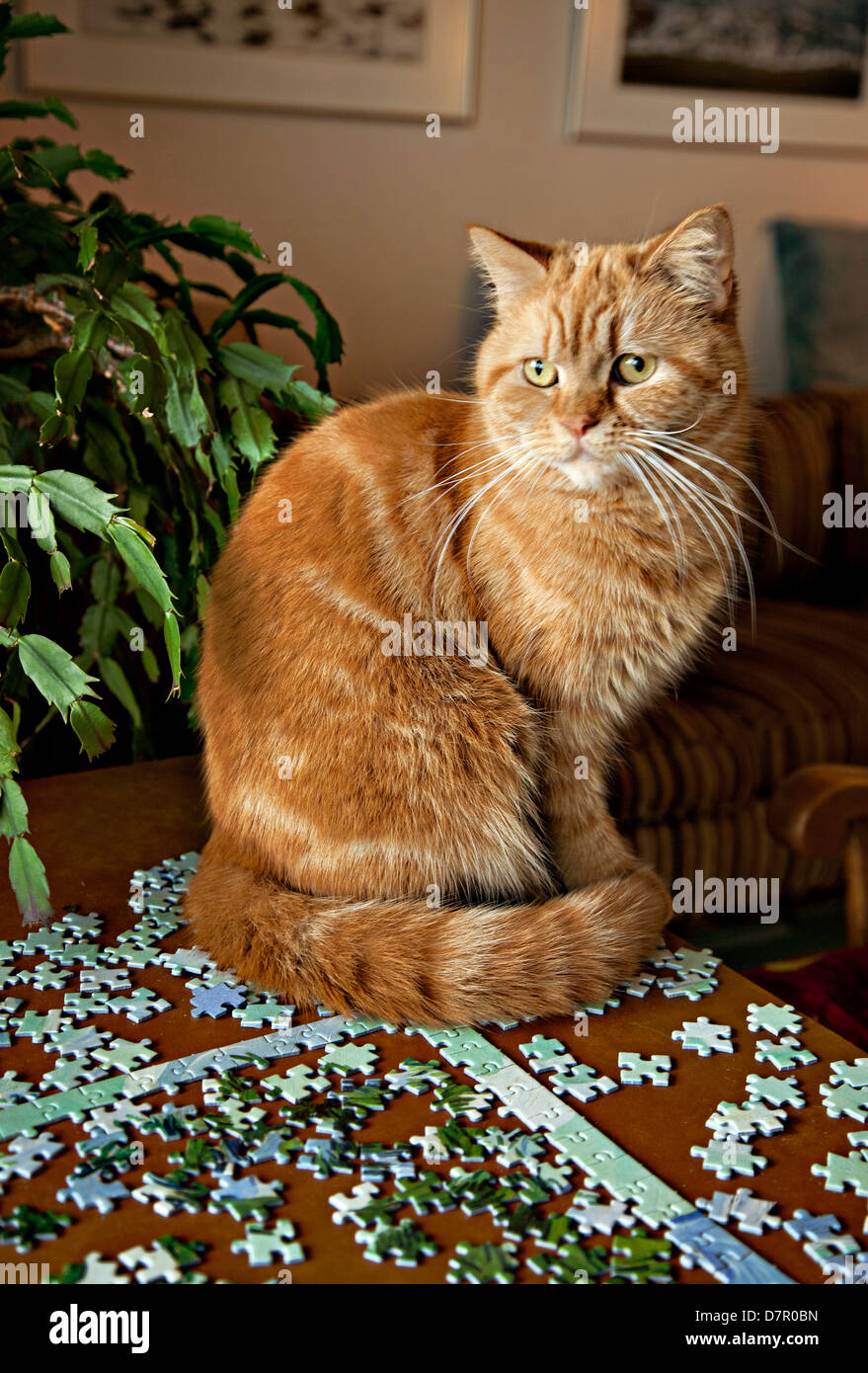 Femelle Orange Chat Tigre Assis Sur Une Table Avec Une Photo Puzzle Et Pieces Du Puzzle Sous Elle Photo Stock Alamy