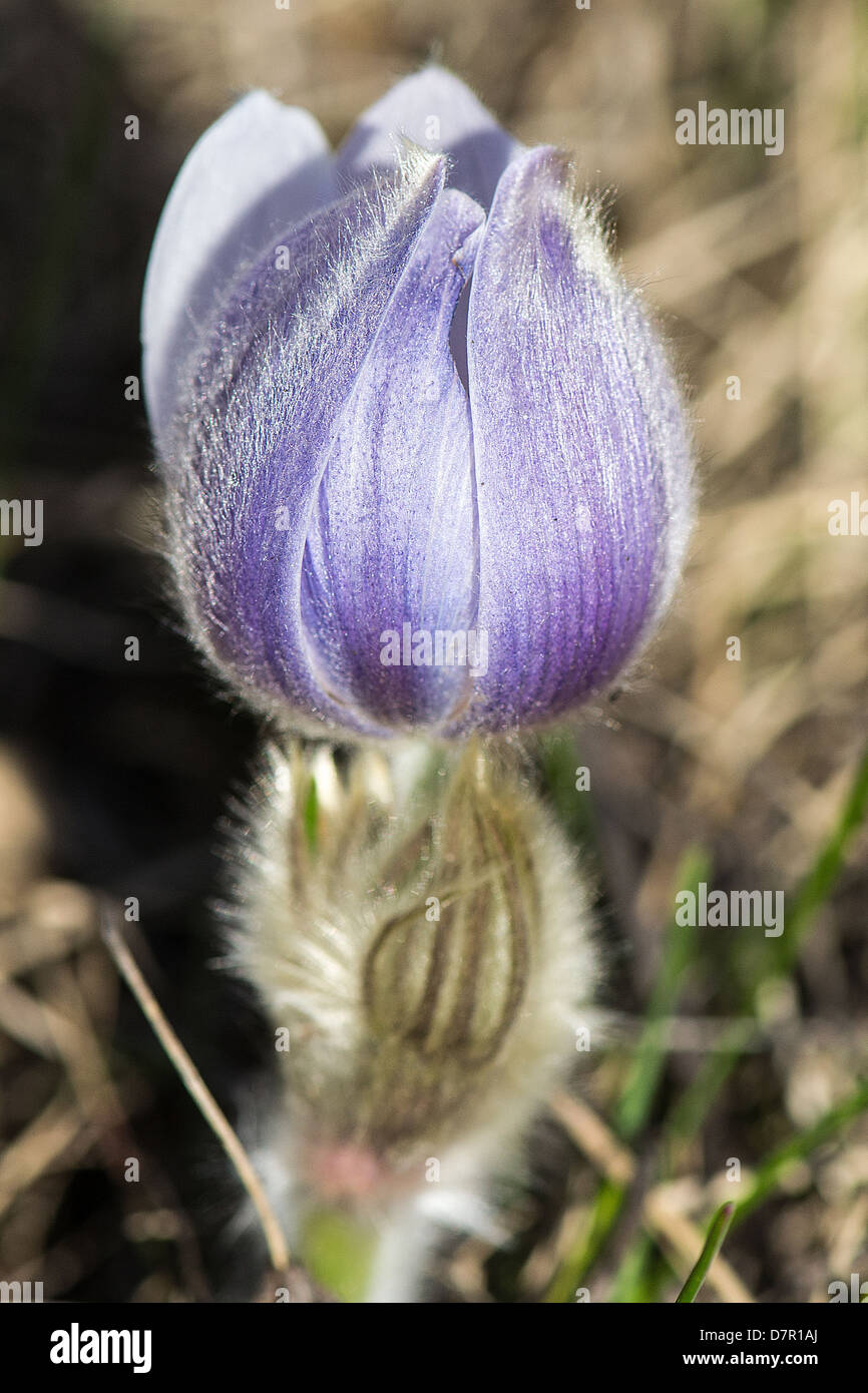 Crocus (pluriel : crocus, croci) , famille, de vivaces, bulbes. Printemps, fleurissent Chypre hills, Alberta Banque D'Images