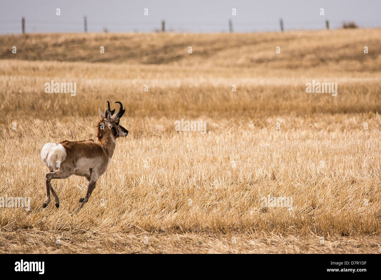 L'antilope en Alberta, Canada, qui traverse un champ de blé au printemps Chypre hills, Alberta Banque D'Images