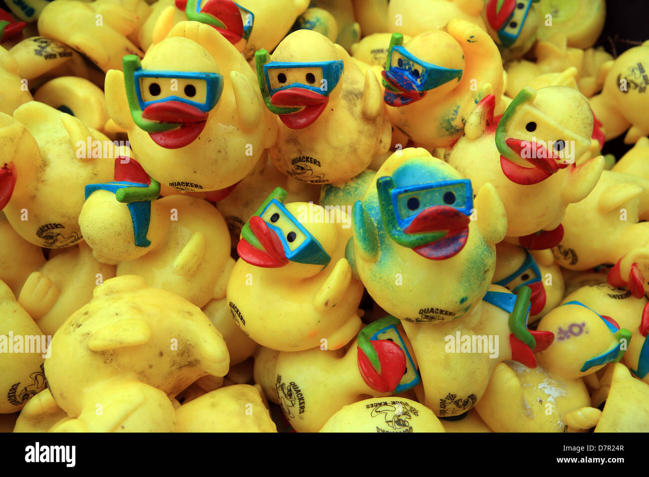 Canards en plastique jaune avec tubas et masques sur prêt pour une course de canards de bienfaisance Banque D'Images