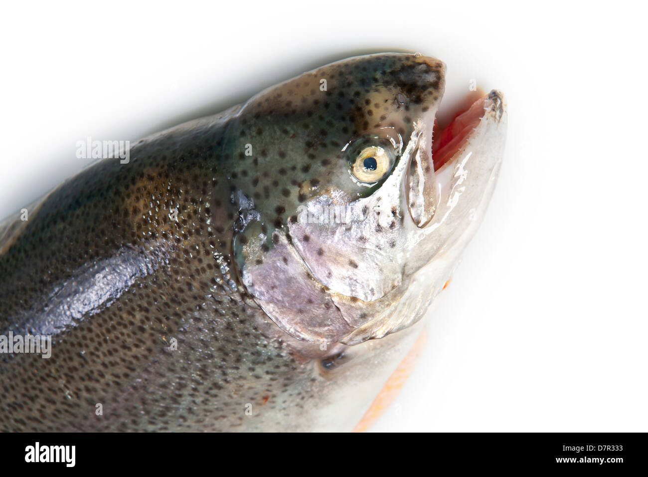 Le saumon. Filets de truite d'or du poisson. Le saumon frais. Filet. Banque D'Images