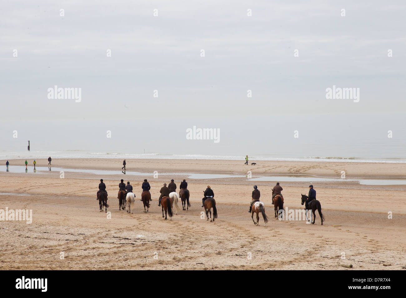 Chevaux sur la plage Banque D'Images