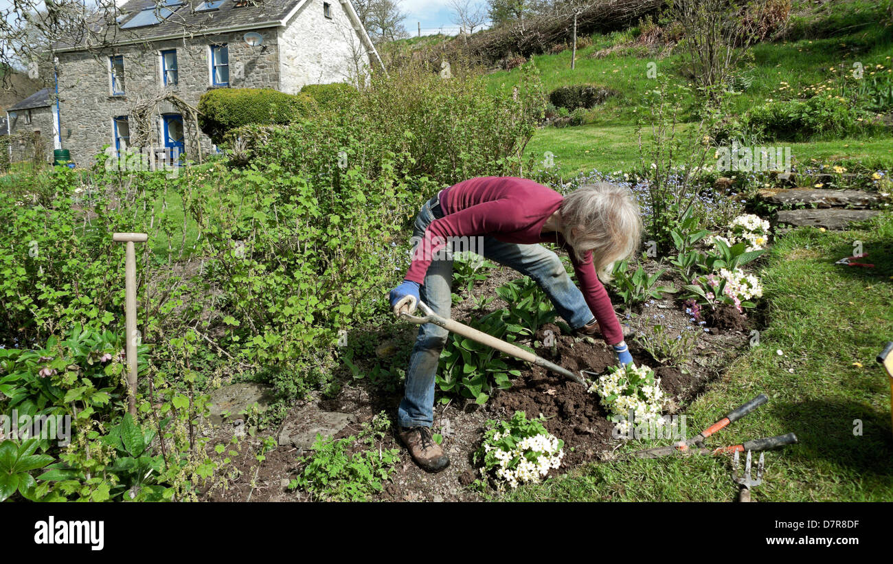 Femme à l'extérieur de la maison de campagne maison de pierre cottage creusant levée primrosiers Près du jardin des buissons de cassis en pente au printemps du pays de Galles au Royaume-Uni KATHY DEWITT Banque D'Images