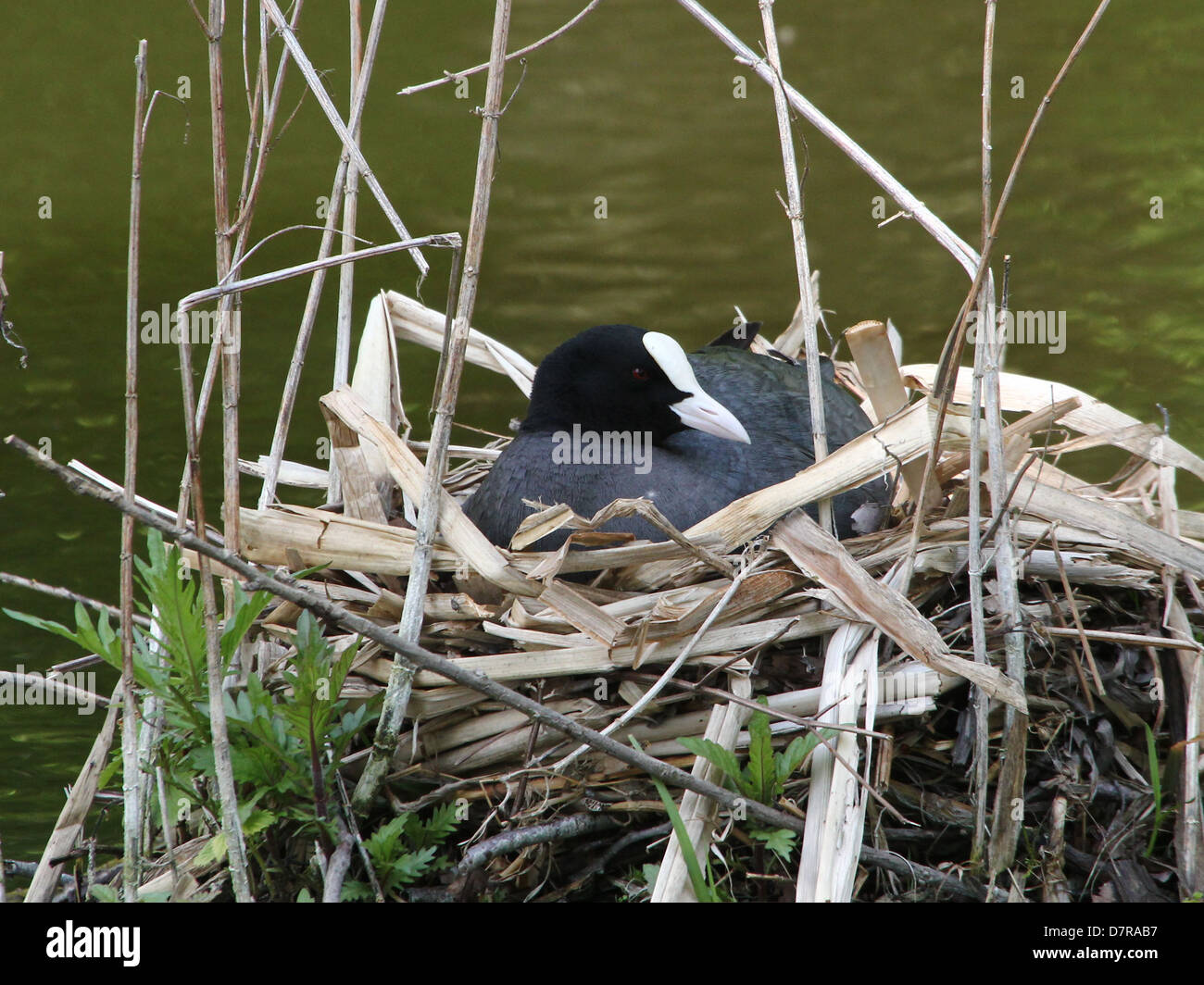 Les close-up of Foulque macroule (Fulica atra) broyer sur le nid au printemps Banque D'Images