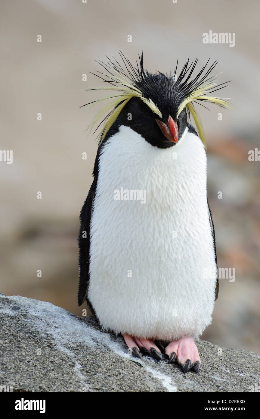 Le Nord ou Rockhopper Penguin (eudyptes moseleyi) debout sur rock en penguin boîtier dans Zoo d'Édimbourg, Écosse, Royaume-Uni Banque D'Images