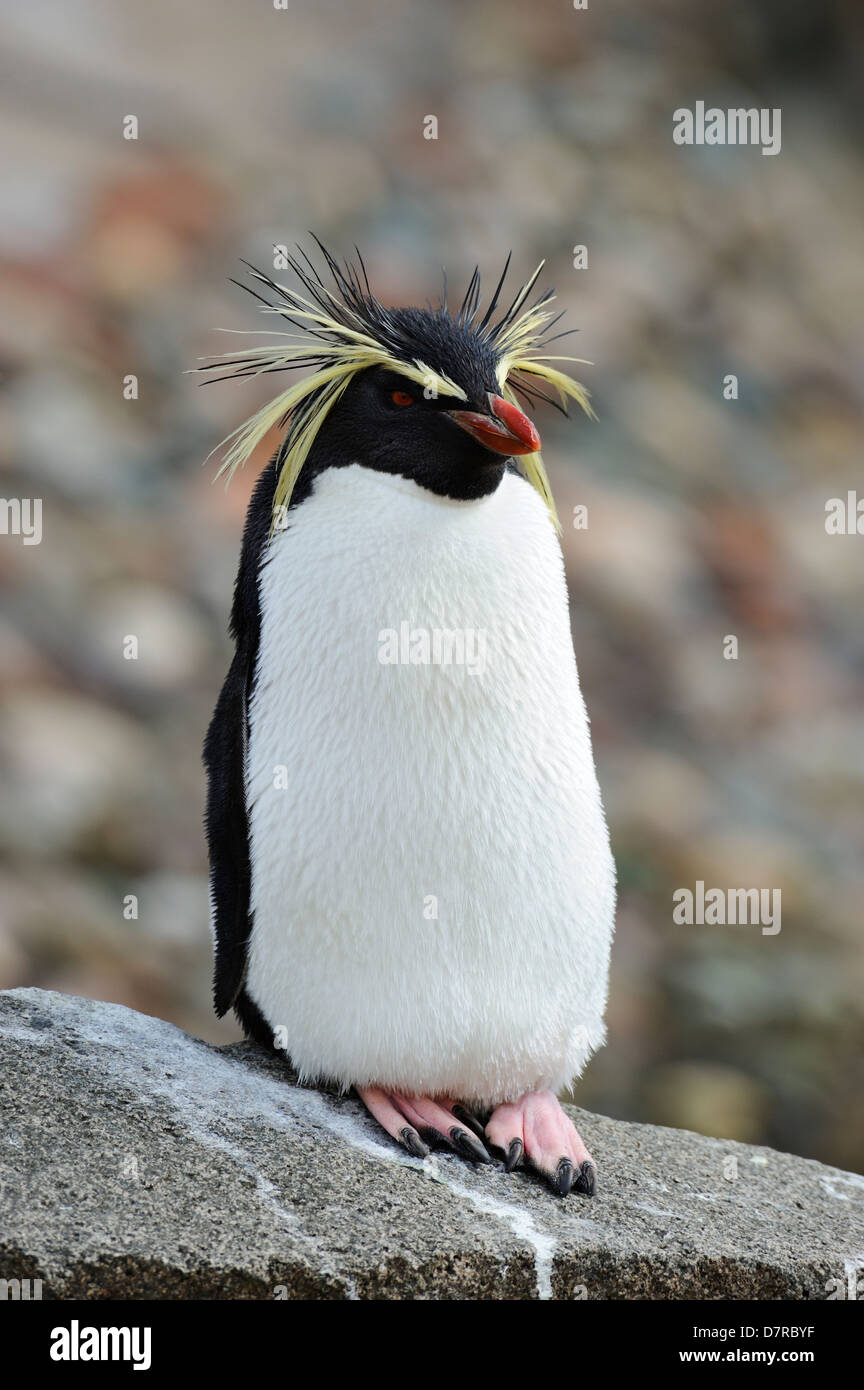 Le Nord ou Rockhopper Penguin (eudyptes moseleyi) debout sur rock en penguin boîtier dans Zoo d'Édimbourg, Écosse, Royaume-Uni Banque D'Images