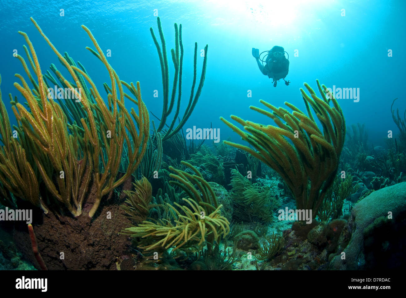 Plongée sous-marine dans les Caraïbes Banque D'Images