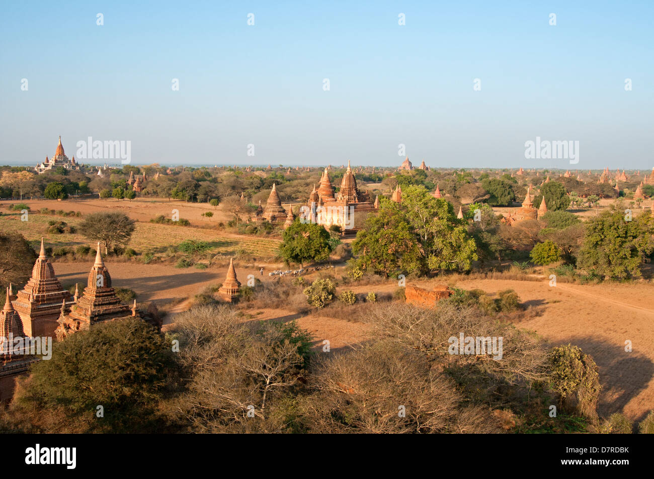 Un agriculteur a entendu ses vaches parmi les temples de Bagan Myanmar (Birmanie) Banque D'Images