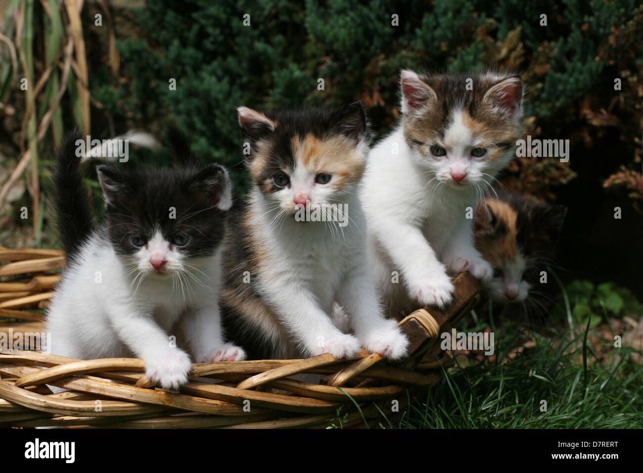Bebes Chats Banque D Image Et Photos Alamy Bebes Chats Banque D Image Et Photos Alamy