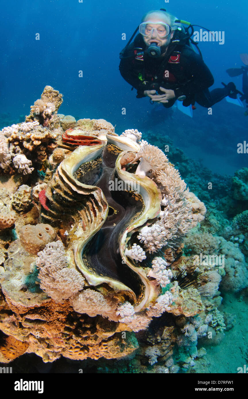 La photographie sous-marine d'un récif de corail dans la mer Rouge, Aqaba, Jordanie Banque D'Images