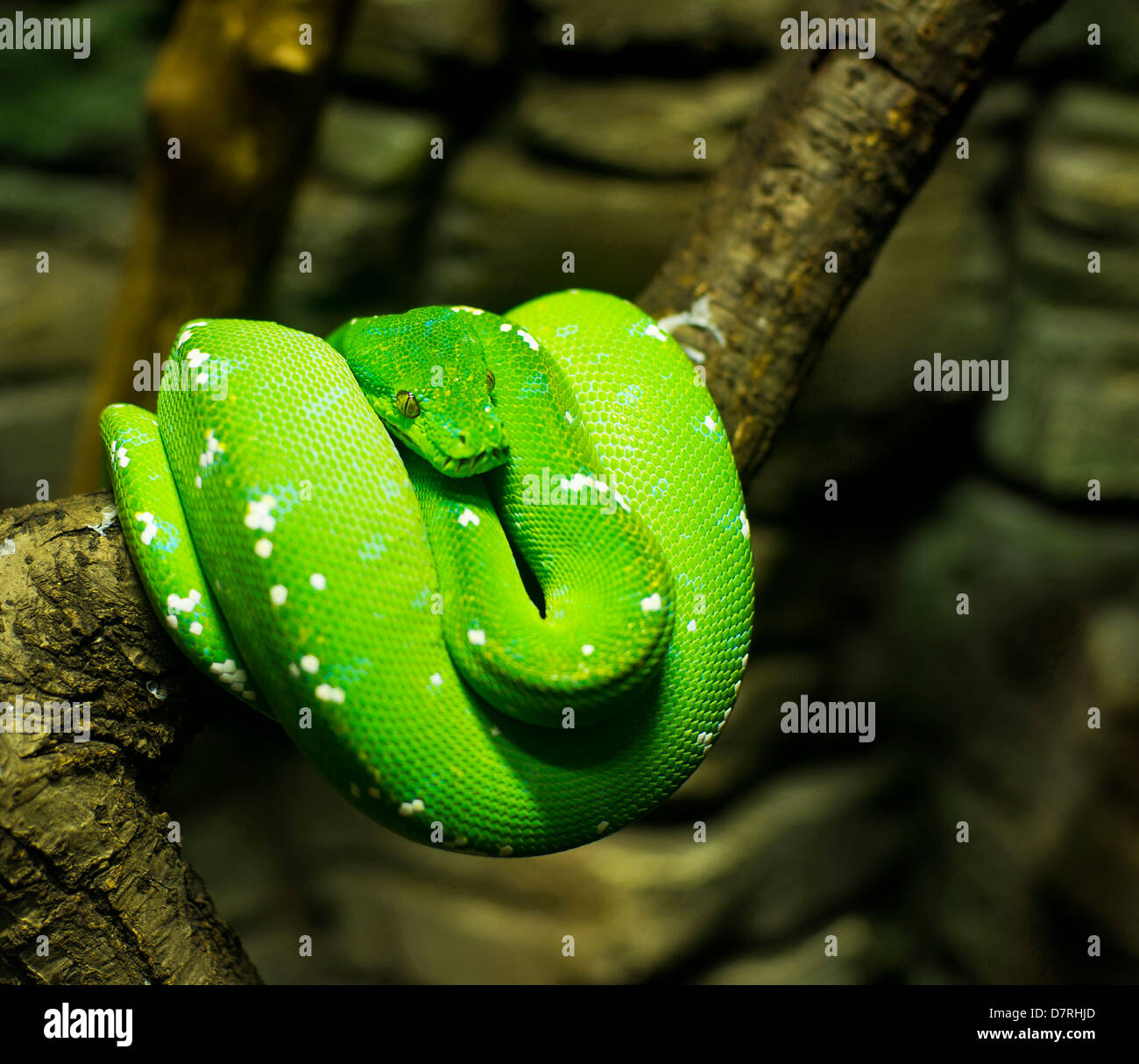 L'arbre vert python (Chondropython, Morelia viridis) Banque D'Images