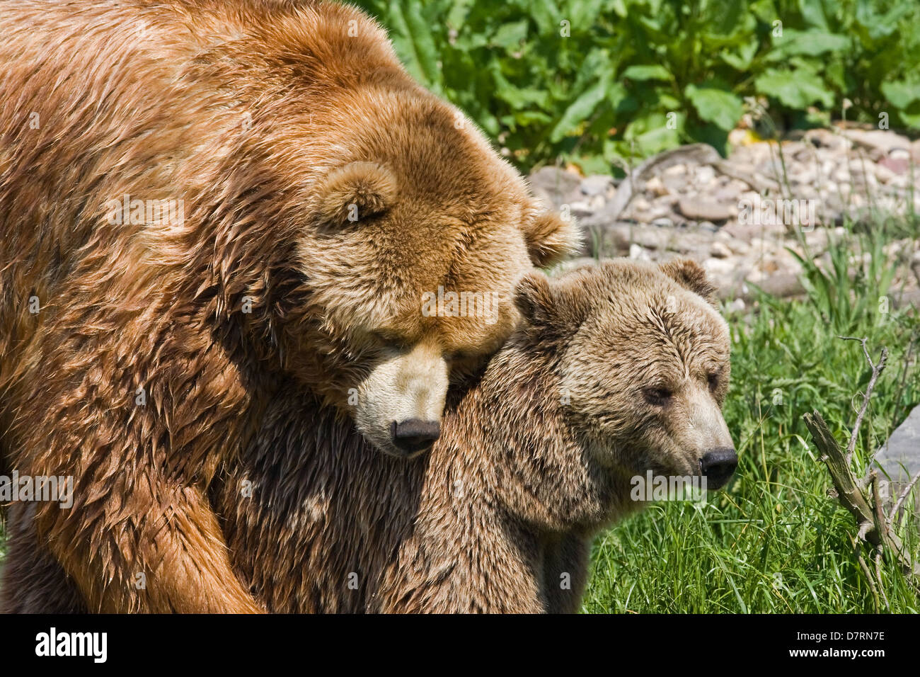 Ours Kodiak Banque D'Images