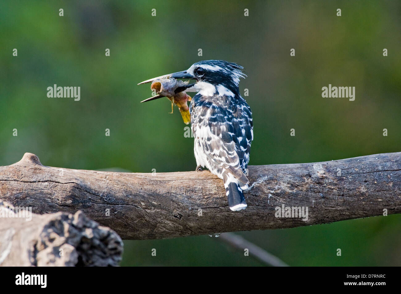 Moindre pied kingfisher Banque D'Images