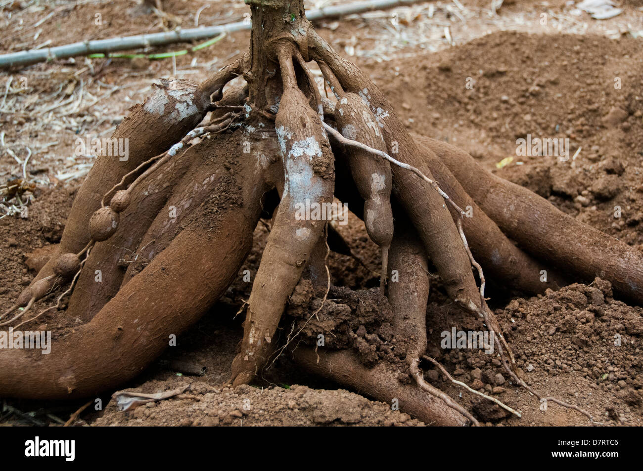 Le manioc tapioca reaping farm field Kerala, Inde Banque D'Images