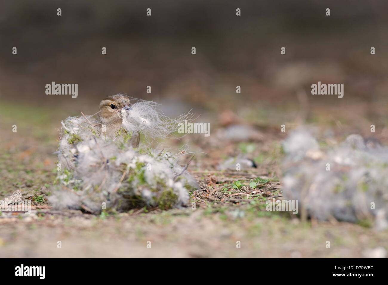 Chaffinch Fringilla coelebs femelle, rassemble des matériaux de nidification. Au printemps. Uk Banque D'Images