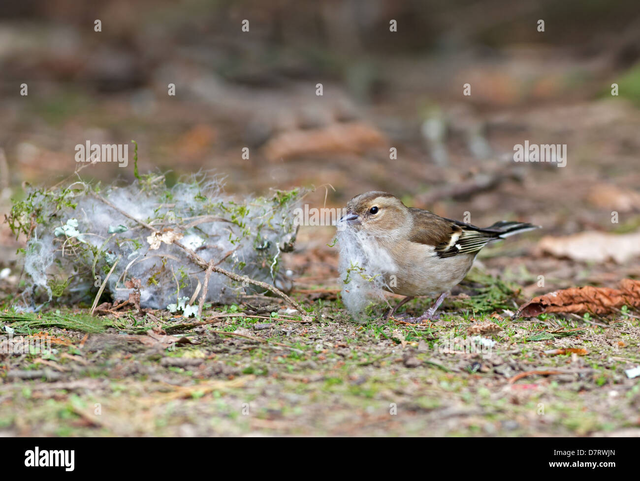 Chaffinch Fringilla coelebs femelle, rassemble des matériaux de nidification. Au printemps. Uk Banque D'Images
