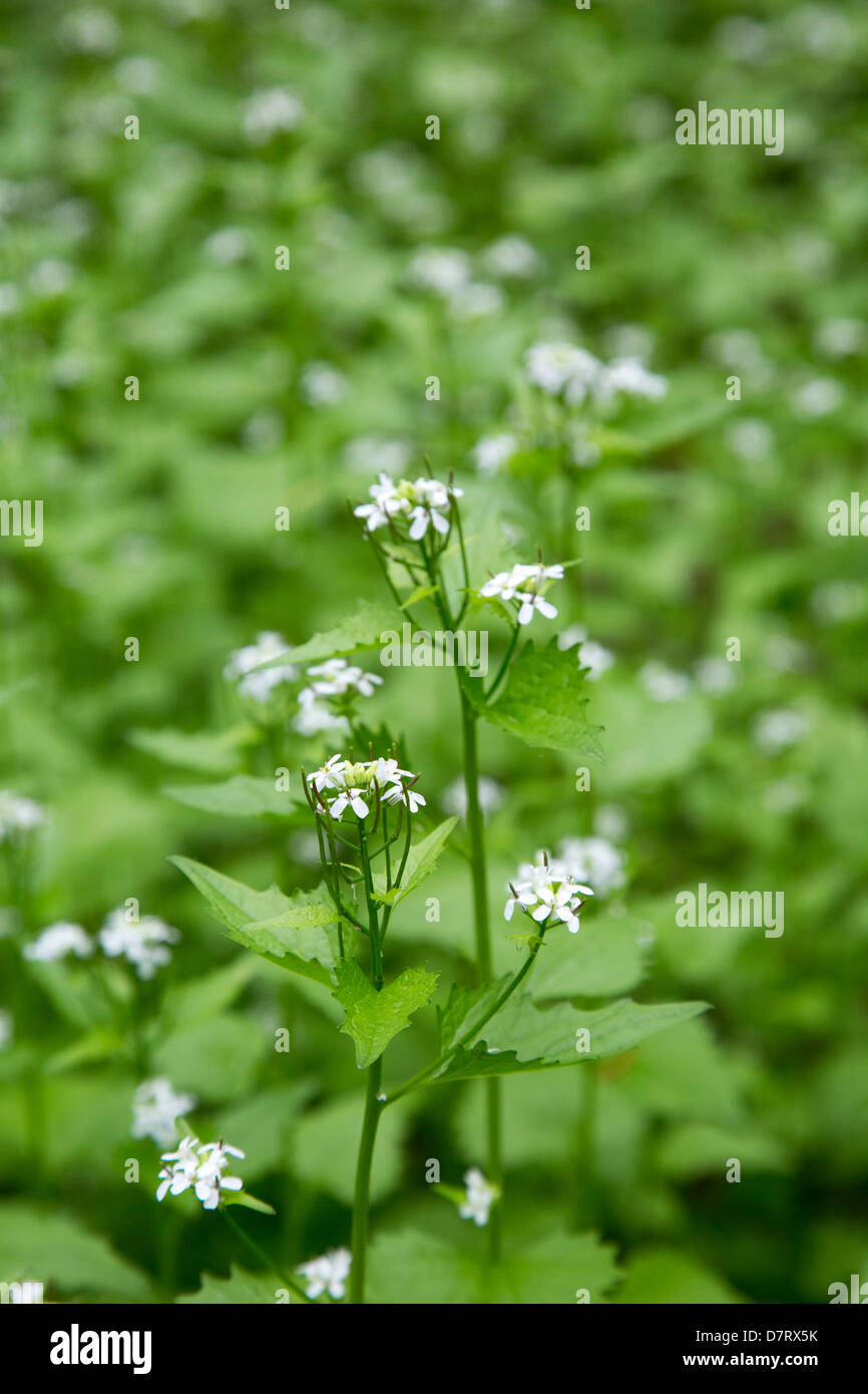 L'alliaire officinale (Alliaria petiolata), une espèce envahissante, dans un parc de la ville de Detroit. Banque D'Images