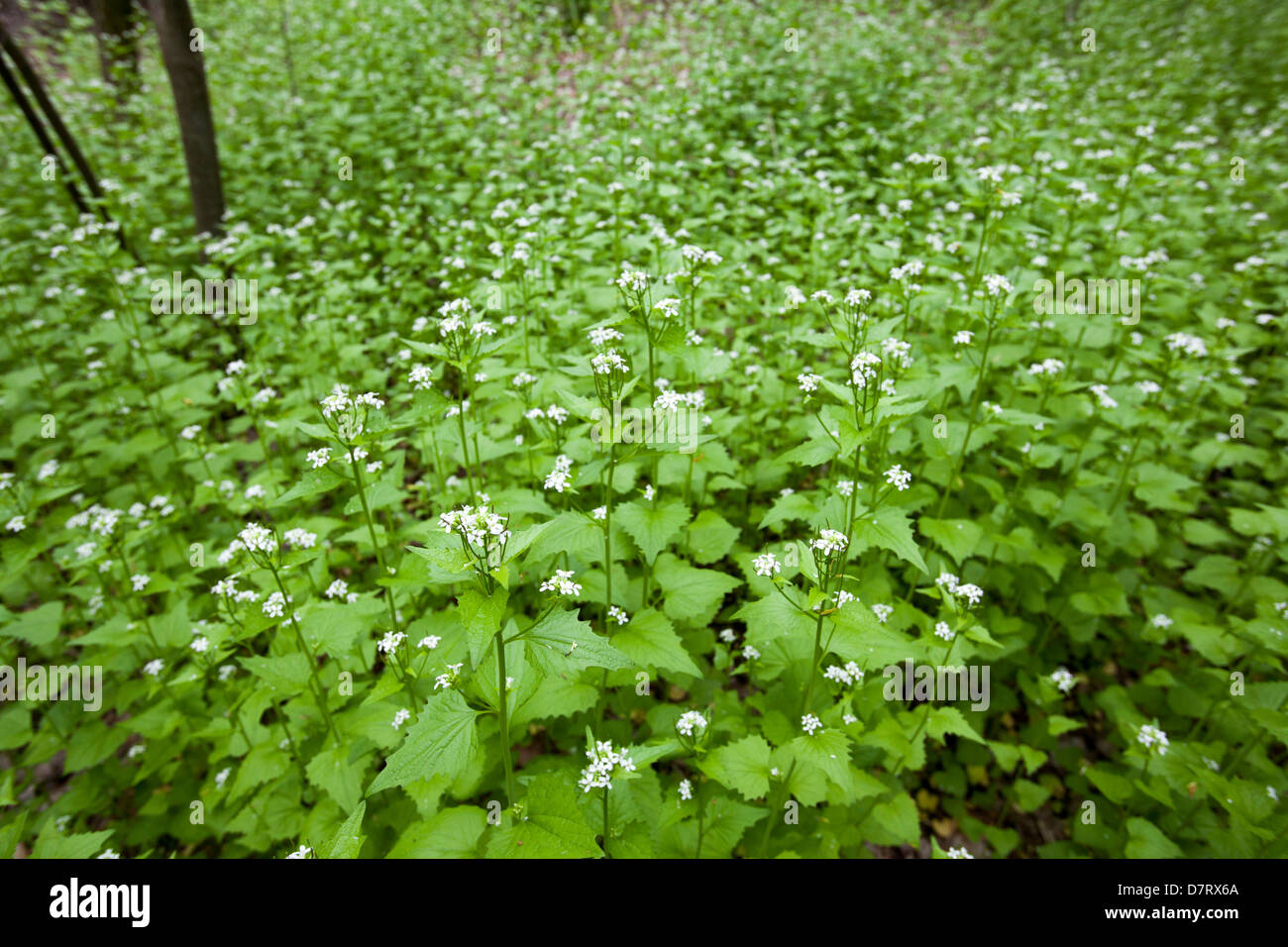 L'alliaire officinale (Alliaria petiolata), une espèce envahissante, dans un parc de la ville de Detroit. Banque D'Images