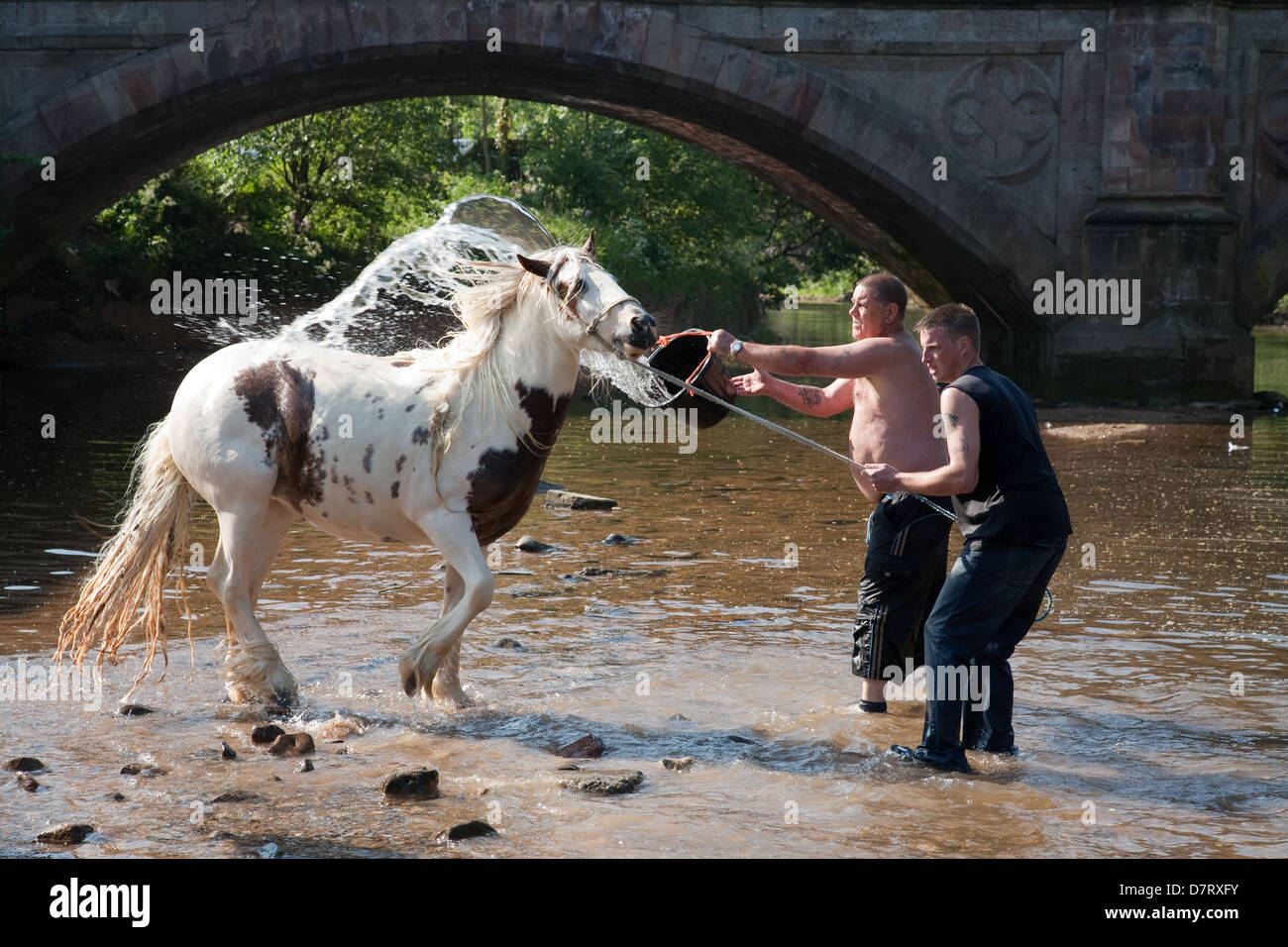 Les hommes se laver un cheval dans la rivière à l'Appleby, juste un rassemblement annuel des communautés tsiganes et voyageurs dans la région de Cumbria, Angleterre. Banque D'Images