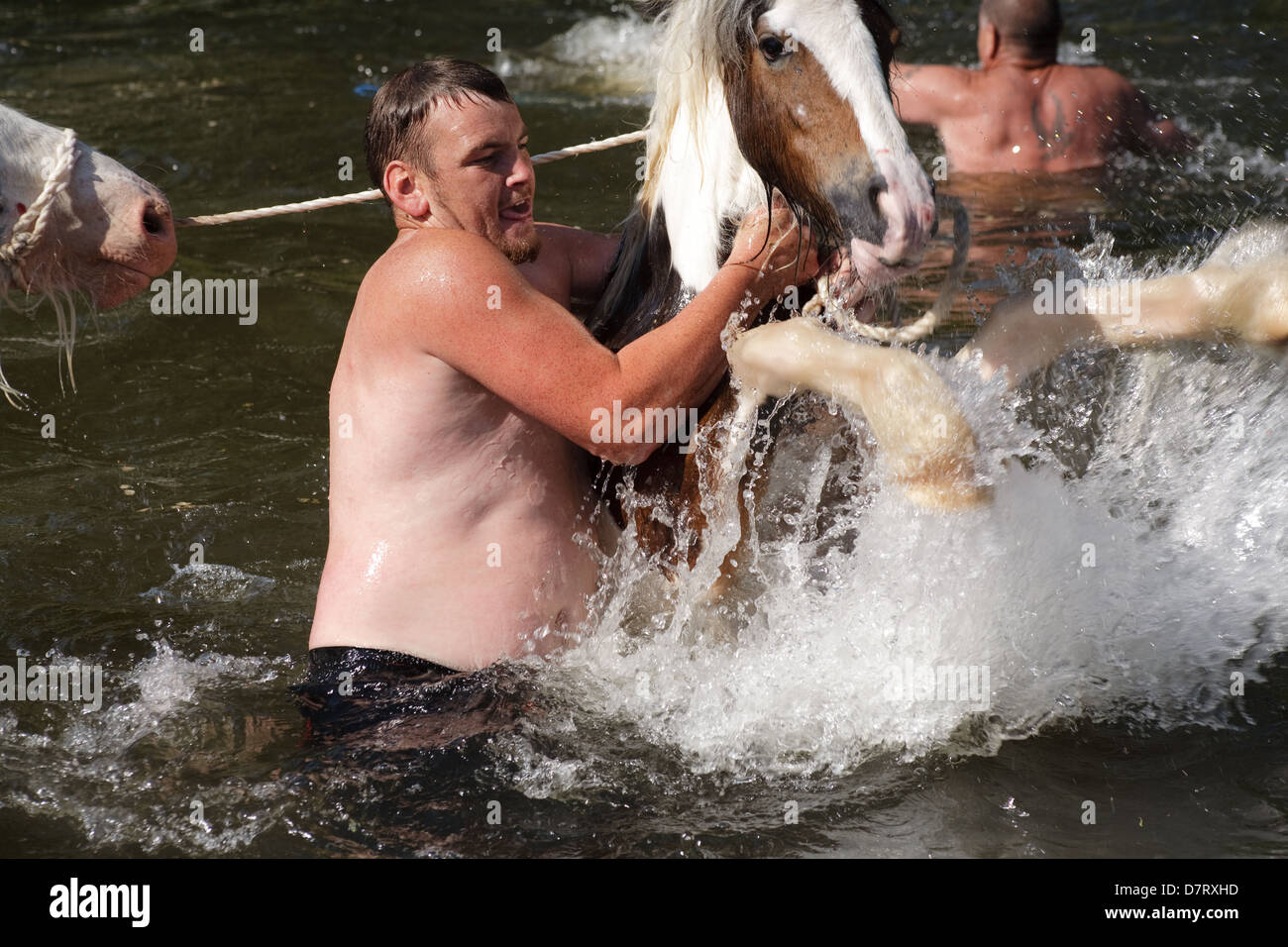 Un homme avec un cheval dans la rivière à l'Appleby, juste un rassemblement annuel des communautés tsiganes et voyageurs dans la région de Cumbria, Angleterre. Banque D'Images