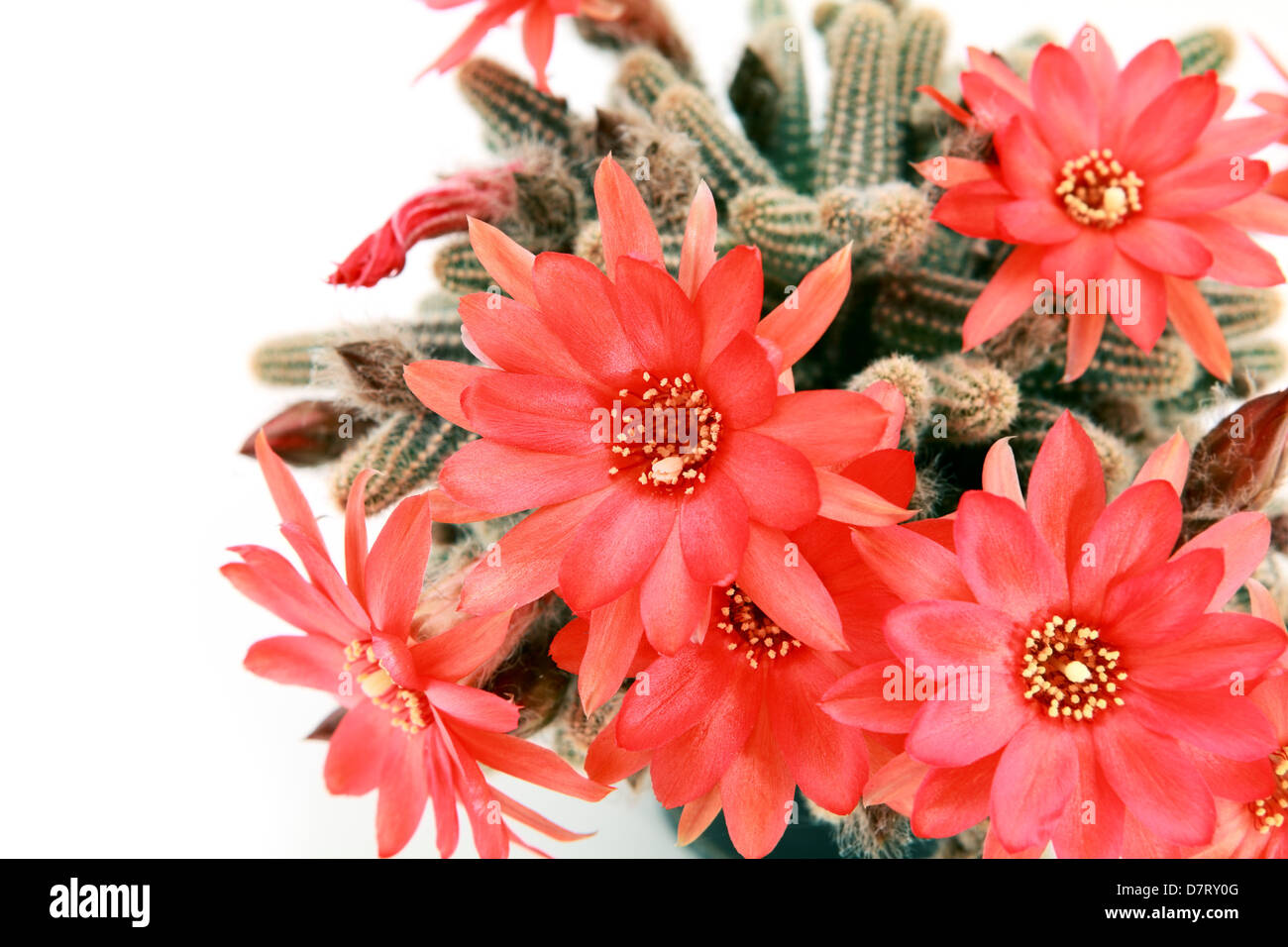 De nombreuses fleurs de cactus rouge sur fond blanc Banque D'Images