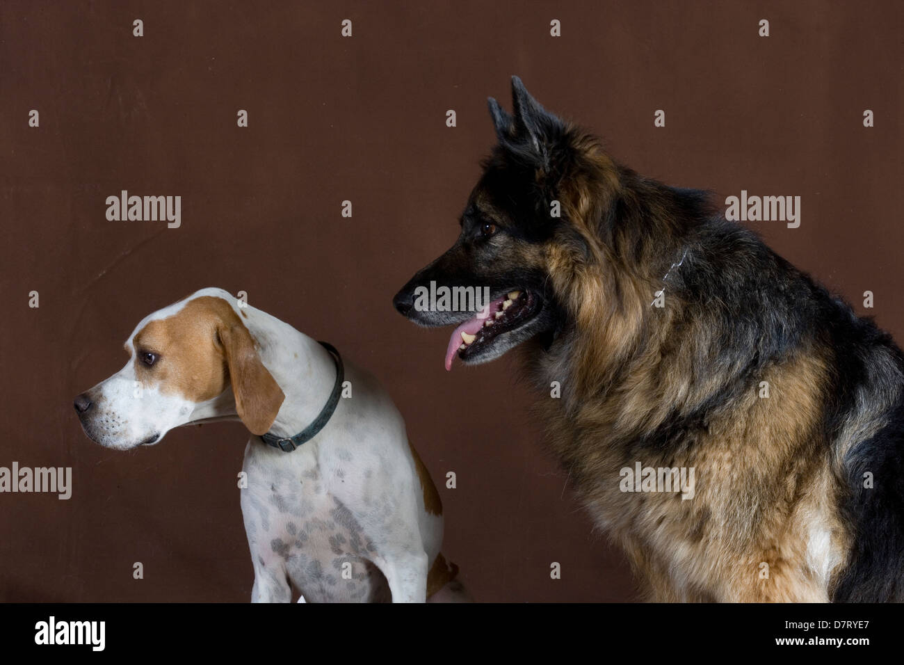 Pointer Anglais & chiens de berger allemand Banque D'Images