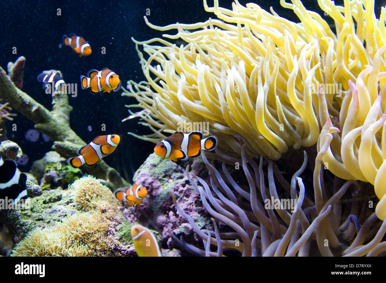 Mystic : Mystic Aquarium tropical - exposition sur les récifs coralliens Banque D'Images