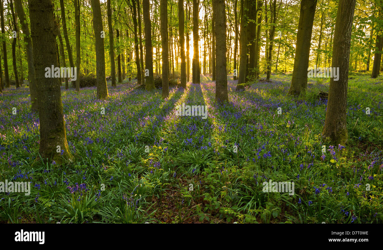 Le soleil se lève sur la lisière d'une forêt, ses rayons illuminant les jacinthes en début de saison. Banque D'Images